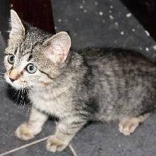 LAS MASCOTAS DE ANTES COMÍAN DE TODO