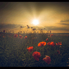 PETALOS AL ATARCEDER 