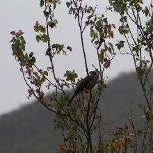 La lluvia