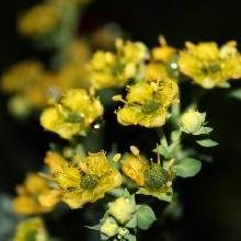 Niñas sin jardín