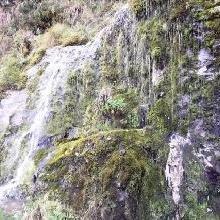 Rosas en terreno infértil