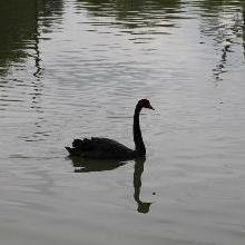 El Cisne